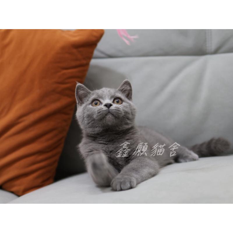 藍英短弟弟