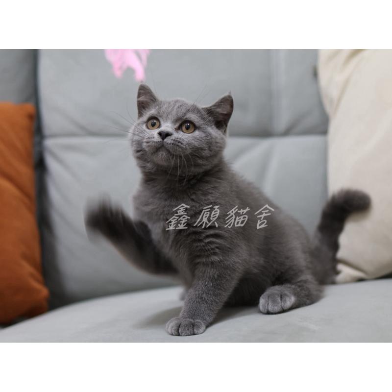 藍英短弟弟
